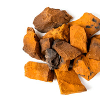 Grzyb Chaga