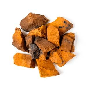 Chaga – grzyb